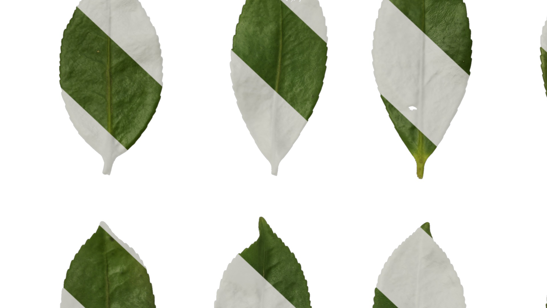 Anydrafts Camellia japonica Leaf 02 Texture_7