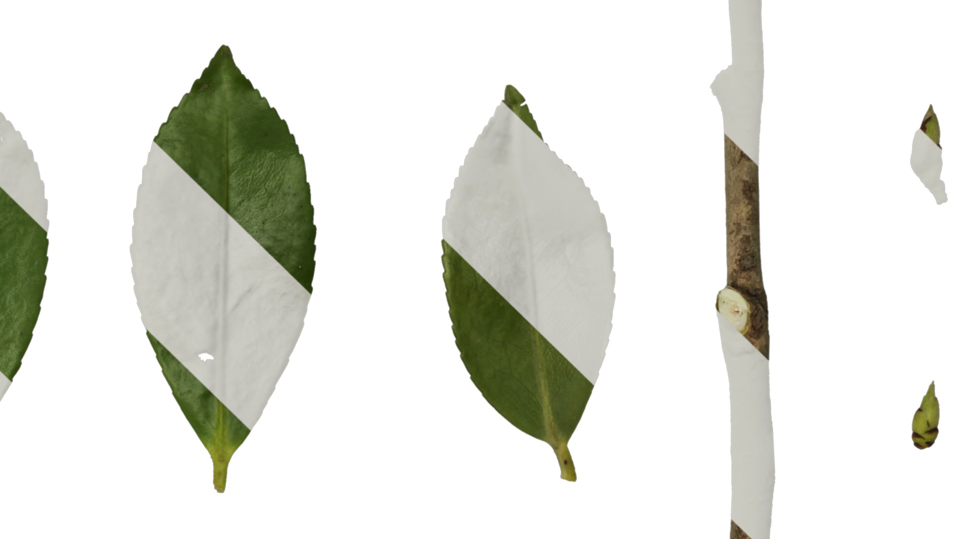 Anydrafts Camellia japonica Leaf 02 Texture_4