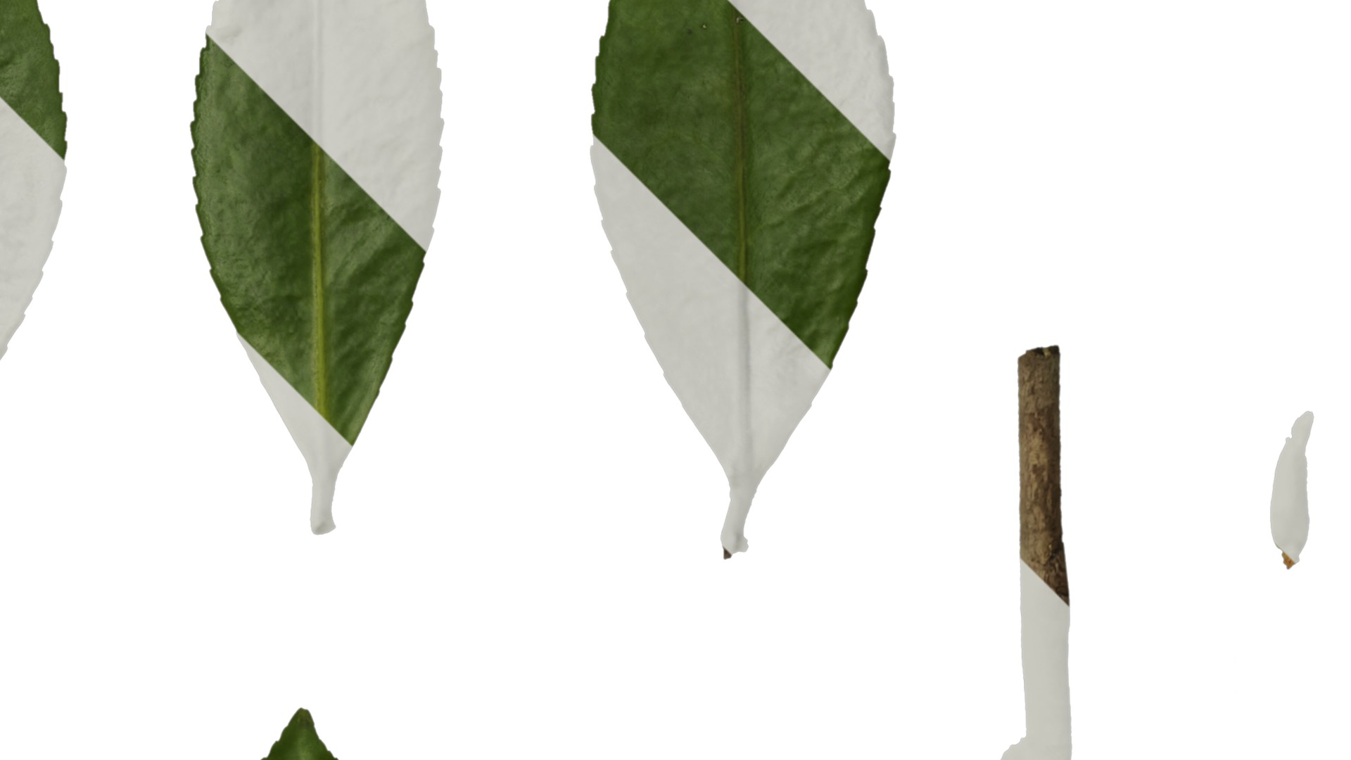 Anydrafts Camellia japonica Leaf 02 Texture_2