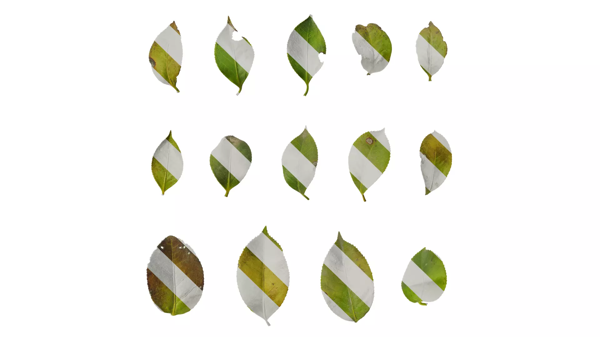 Anydrafts Camellia japonica Leaf 03 Texture