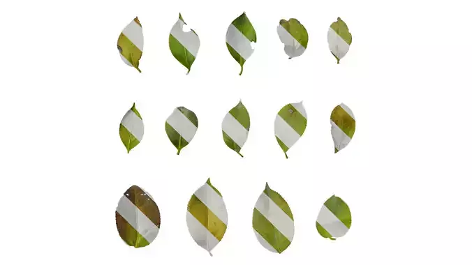 Anydrafts Camellia japonica Leaf 03