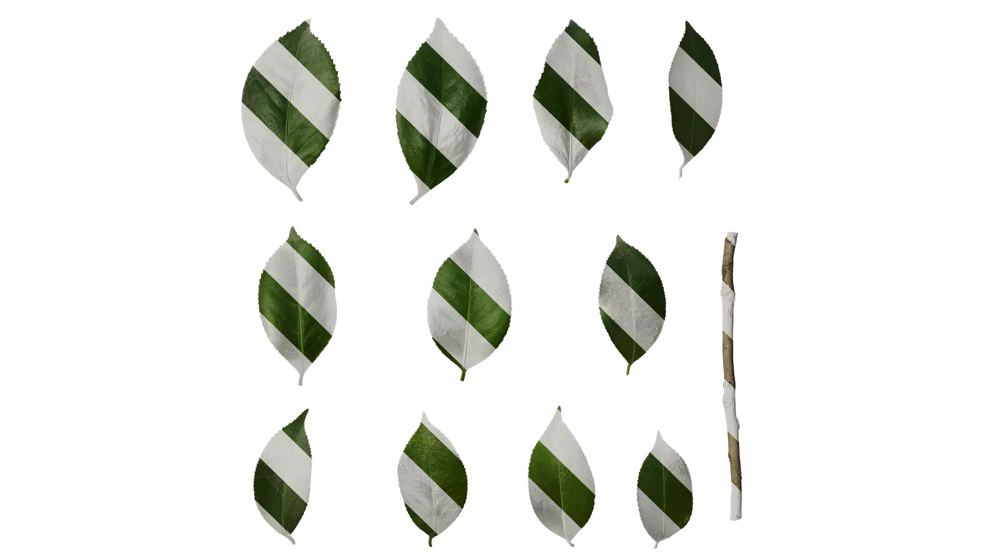 Anydrafts Camellia japonica Leaf 12 Texture