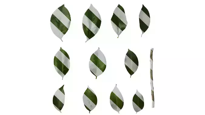 Anydrafts Camellia japonica Leaf 12