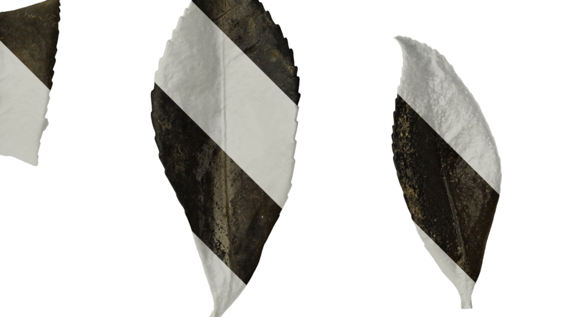 Anydrafts Camellia sasanqua Leaf 01 Texture_2