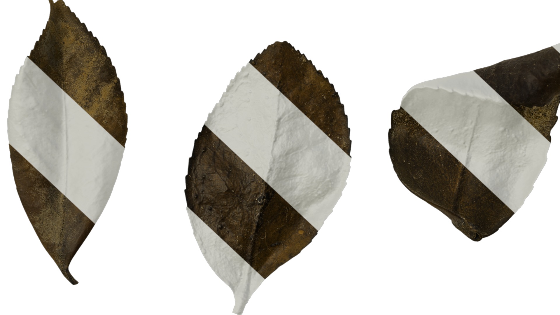 Anydrafts Camellia sasanqua Leaf 01 Texture_7