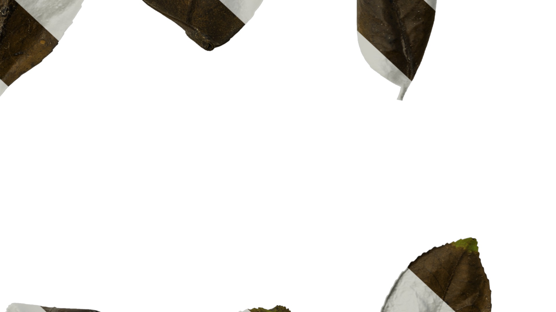 Anydrafts Camellia sasanqua Leaf 01 Texture_6