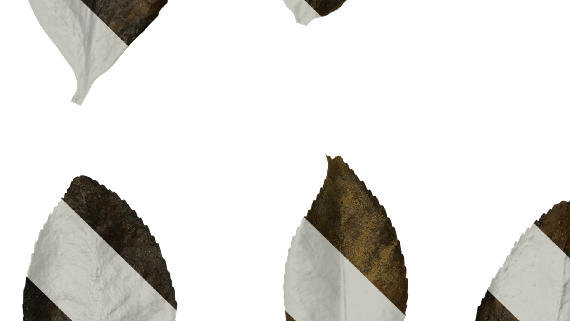 Anydrafts Camellia sasanqua Leaf 01 Texture_3