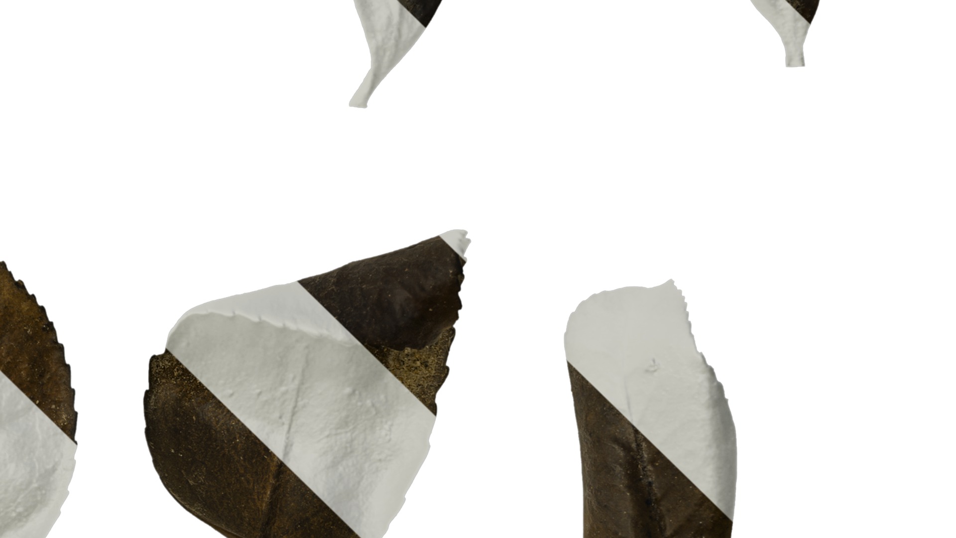 Anydrafts Camellia sasanqua Leaf 01 Texture_4