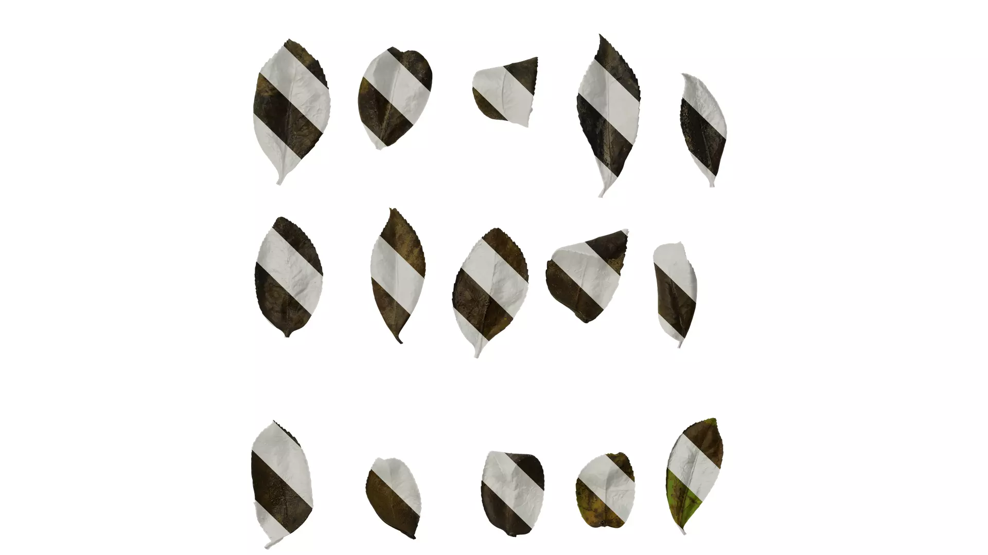 Anydrafts Camellia sasanqua Leaf 01 Texture_0