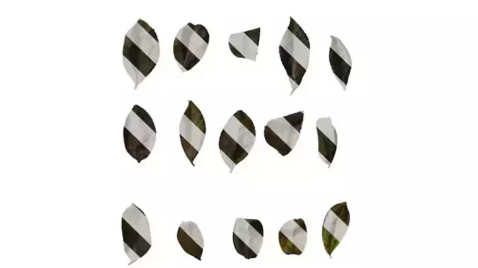 Anydrafts Camellia sasanqua Leaf 01