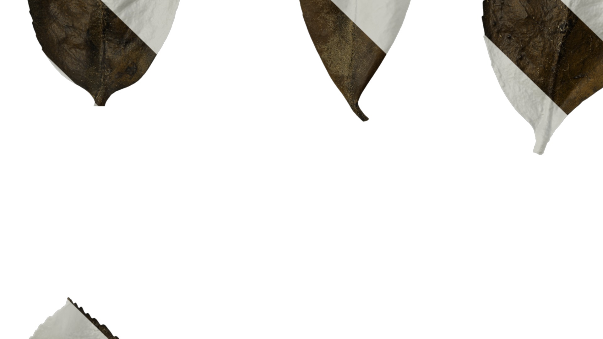 Anydrafts Camellia sasanqua Leaf 01 Texture_5