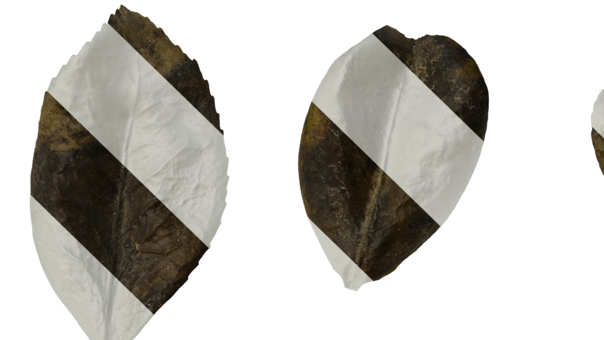 Anydrafts Camellia sasanqua Leaf 01 Texture_1