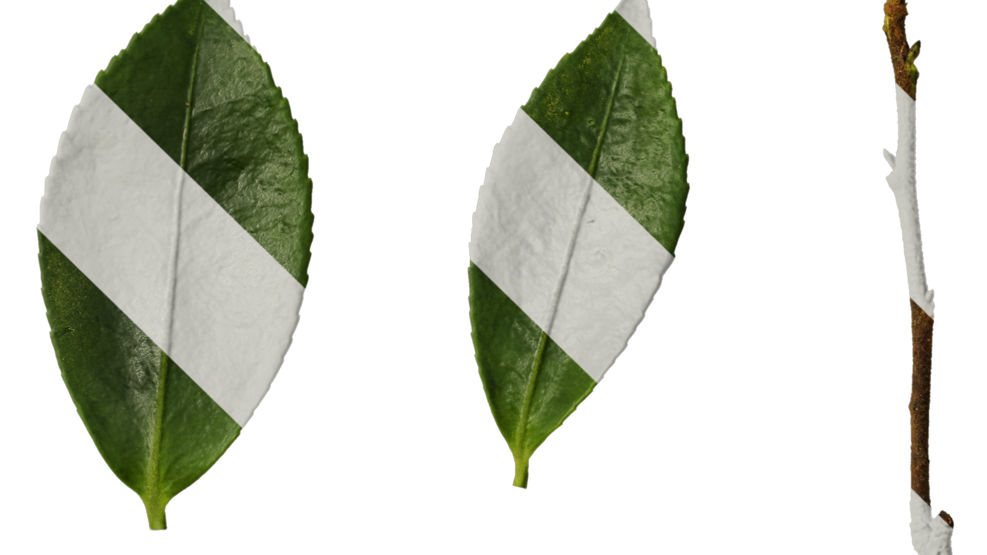 Anydrafts Camellia sasanqua Leaf 02 Texture_4