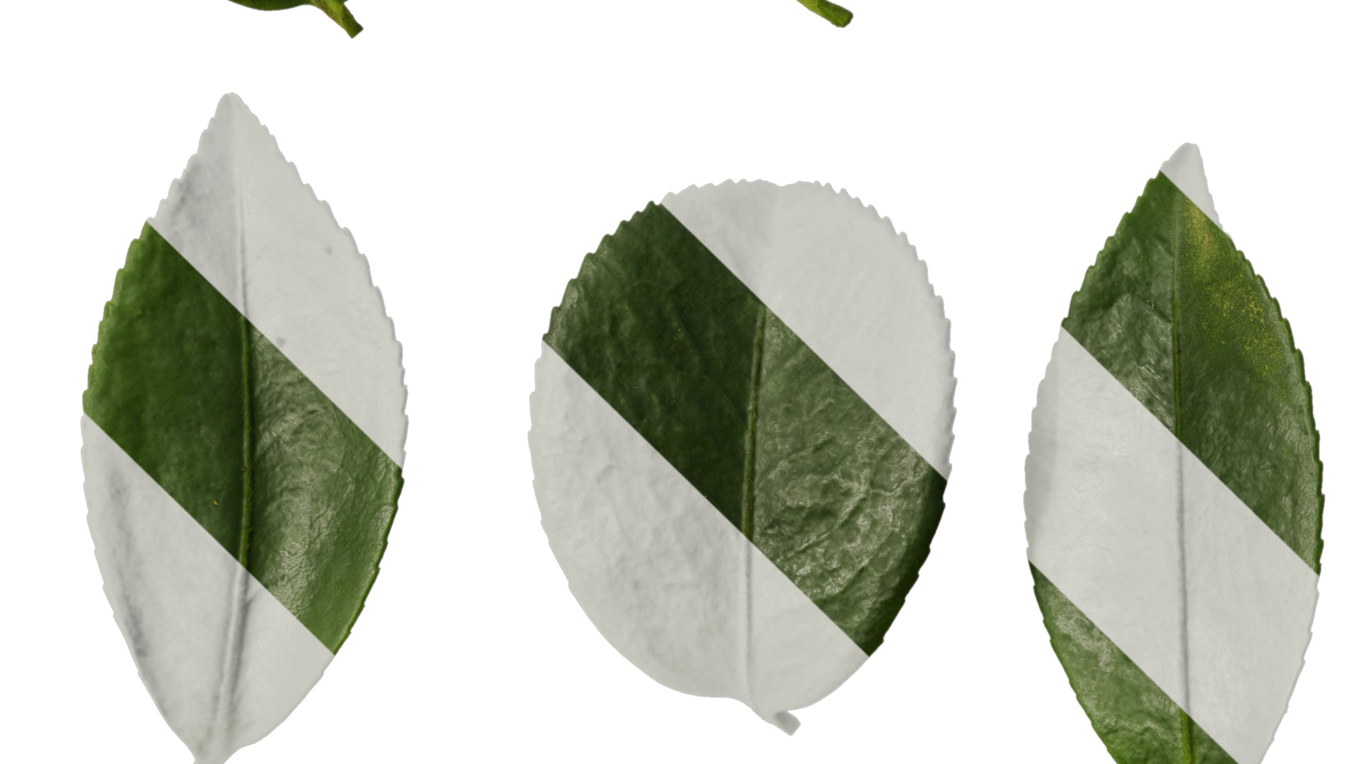 Anydrafts Camellia sasanqua Leaf 02 Texture_3