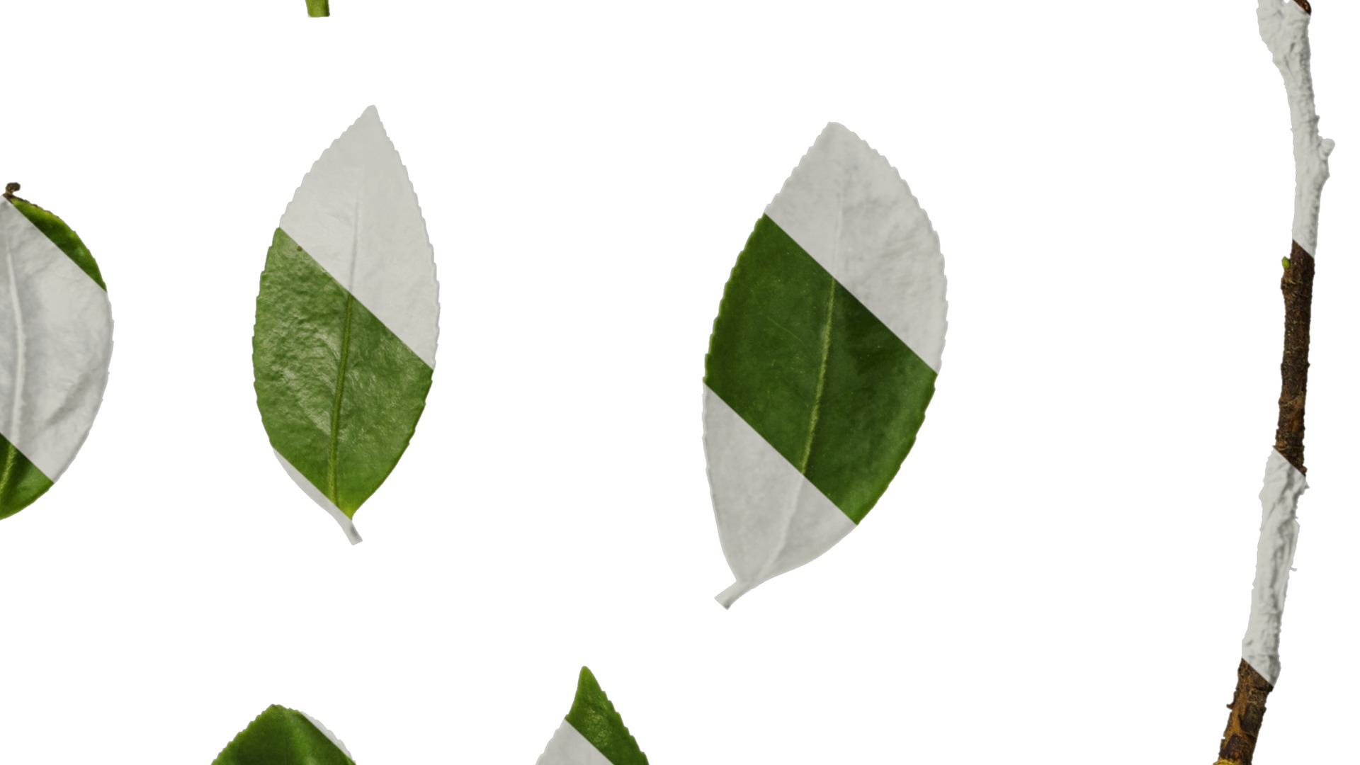 Anydrafts Camellia sasanqua Leaf 02 Texture_6