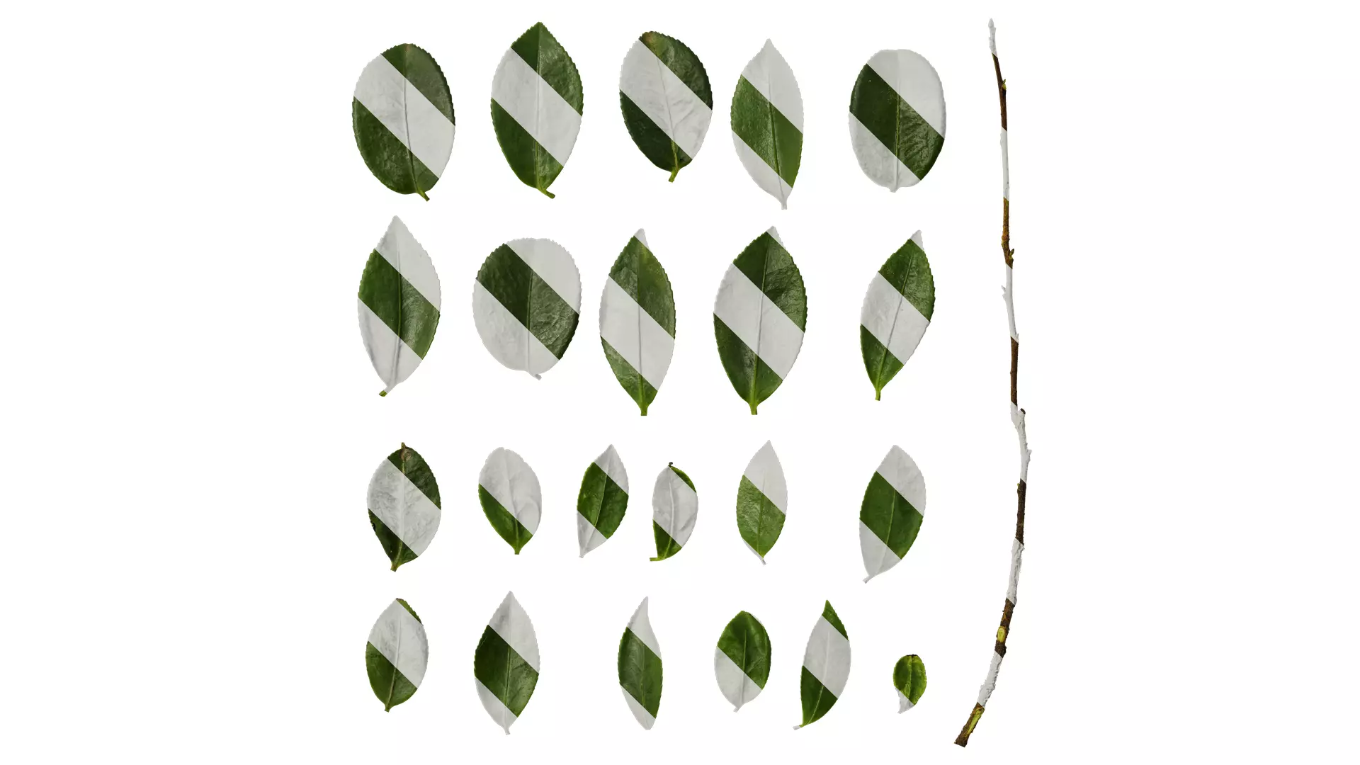 Anydrafts Camellia sasanqua Leaf 02 Texture_0