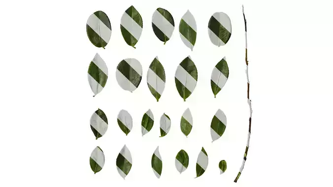 Anydrafts Camellia sasanqua Leaf 02