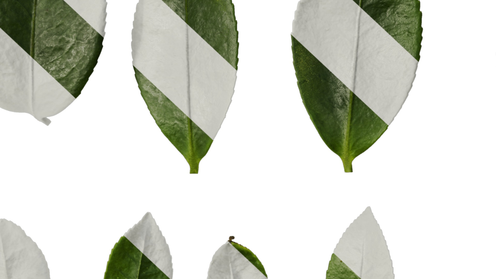 Anydrafts Camellia sasanqua Leaf 02 Texture_7