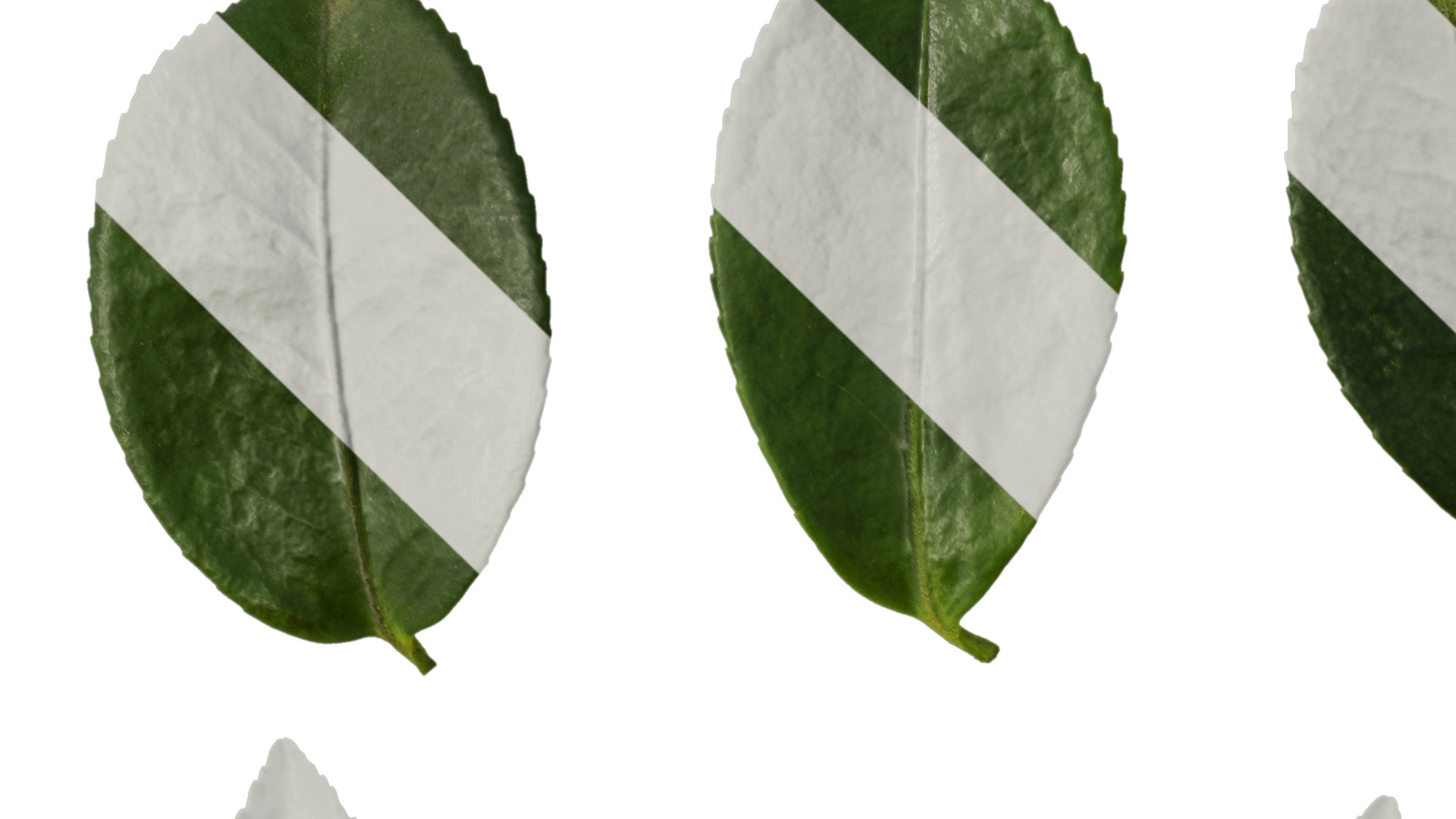 Anydrafts Camellia sasanqua Leaf 02 Texture_1