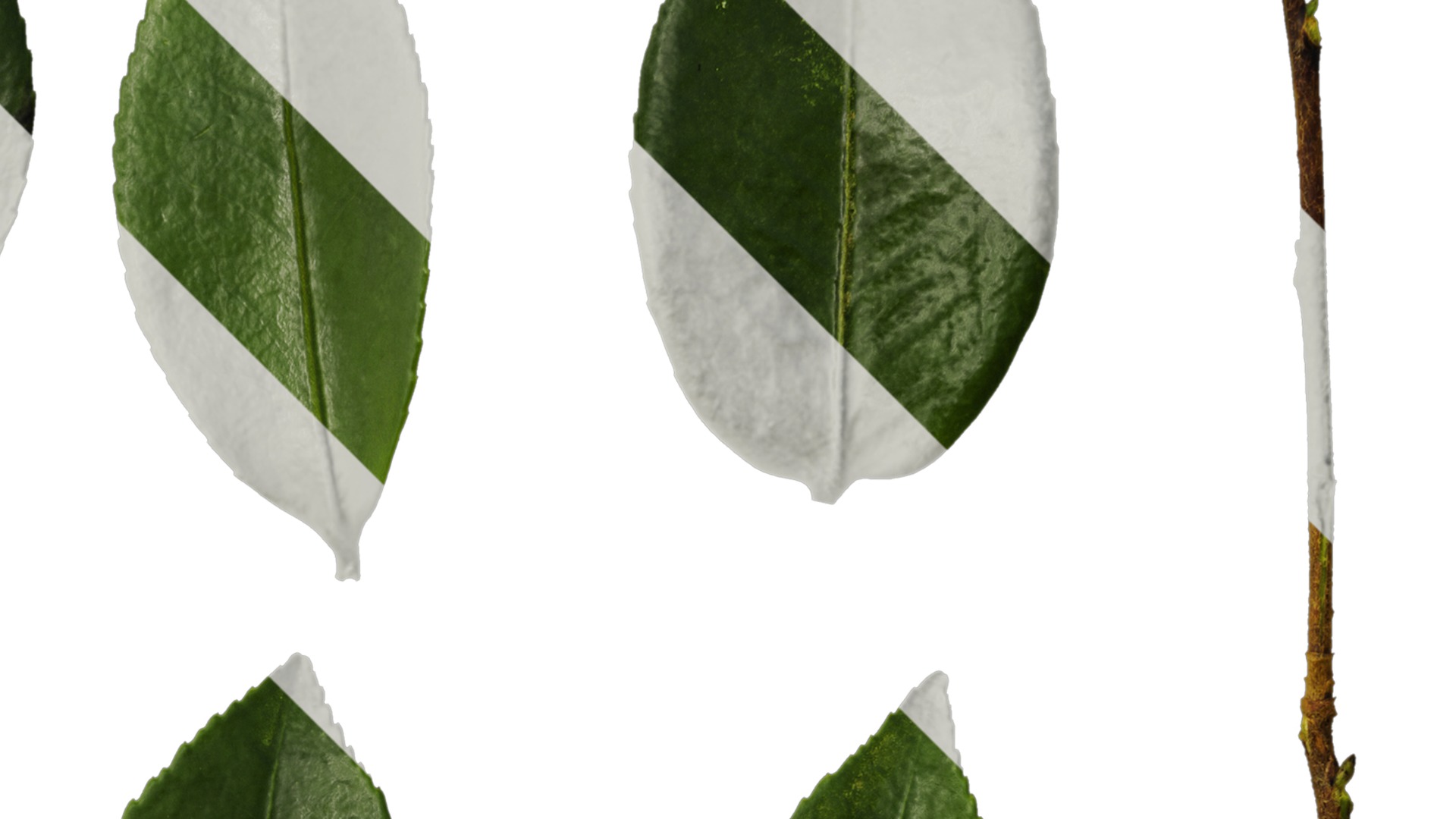 Anydrafts Camellia sasanqua Leaf 02 Texture_2