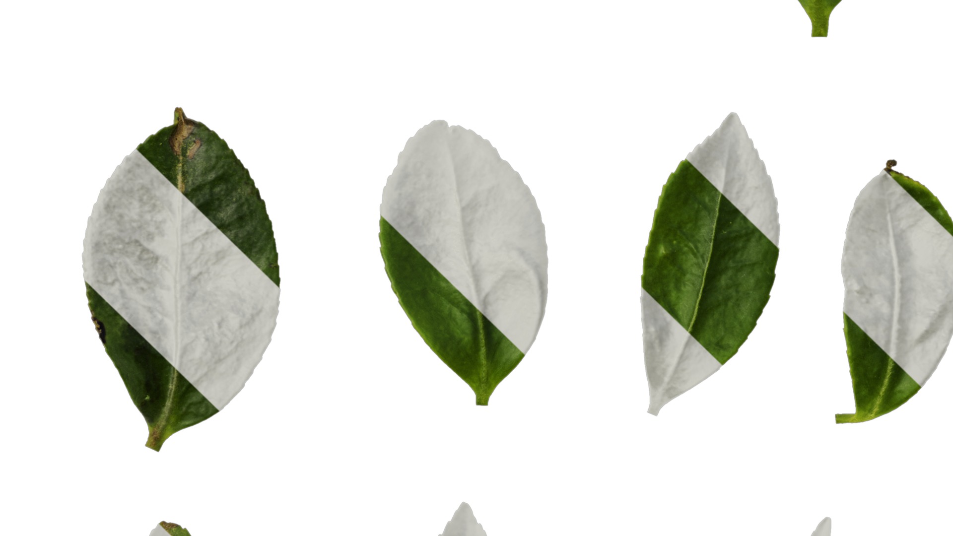 Anydrafts Camellia sasanqua Leaf 02 Texture_5