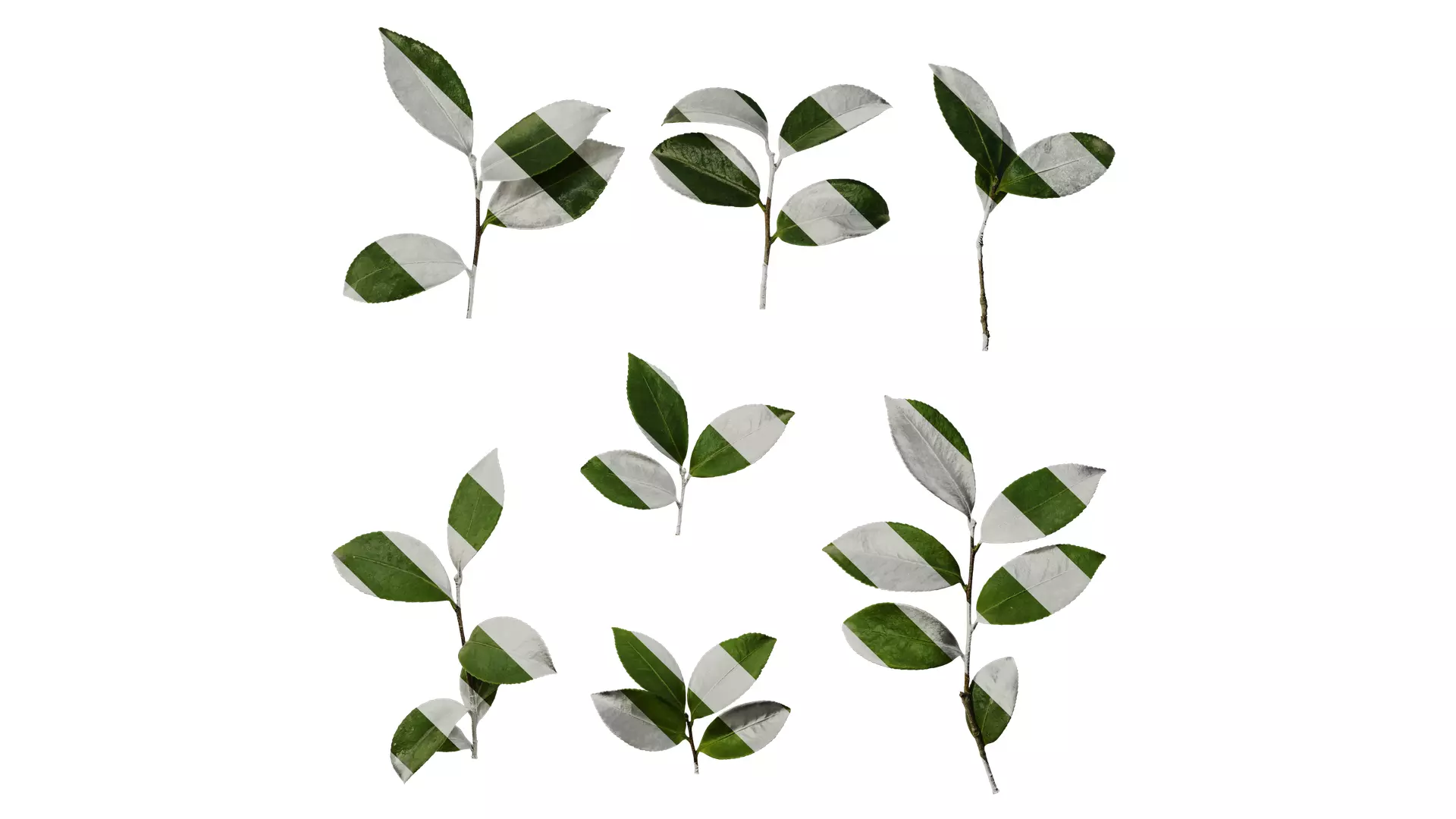 Anydrafts Camellia sasanqua Leaf 03 Texture