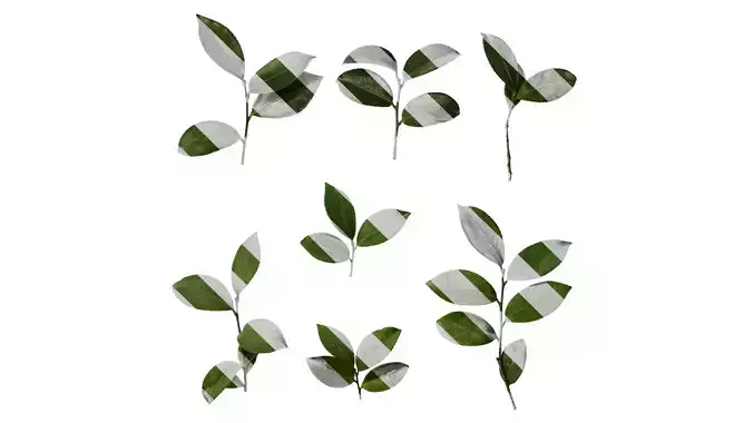 Anydrafts Camellia sasanqua Leaf 03