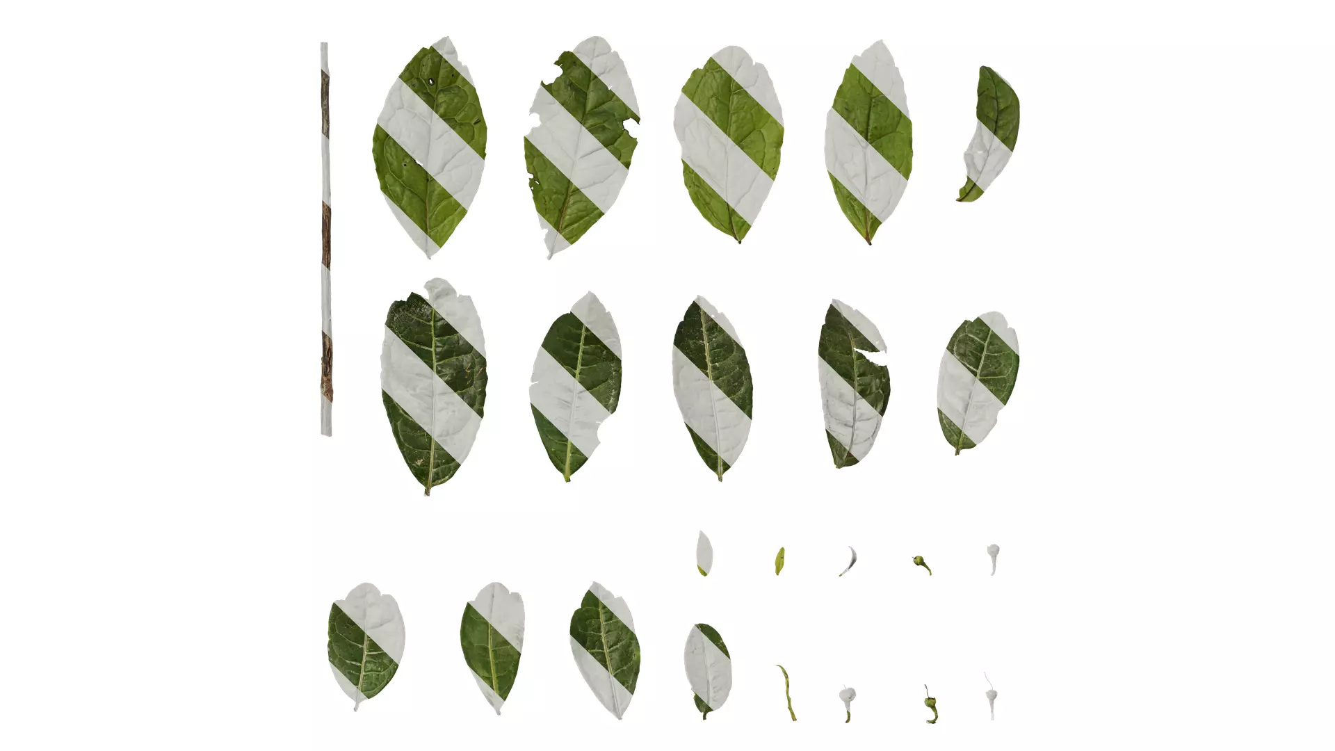 Anydrafts Camellia sinensis Atlas 01 Texture