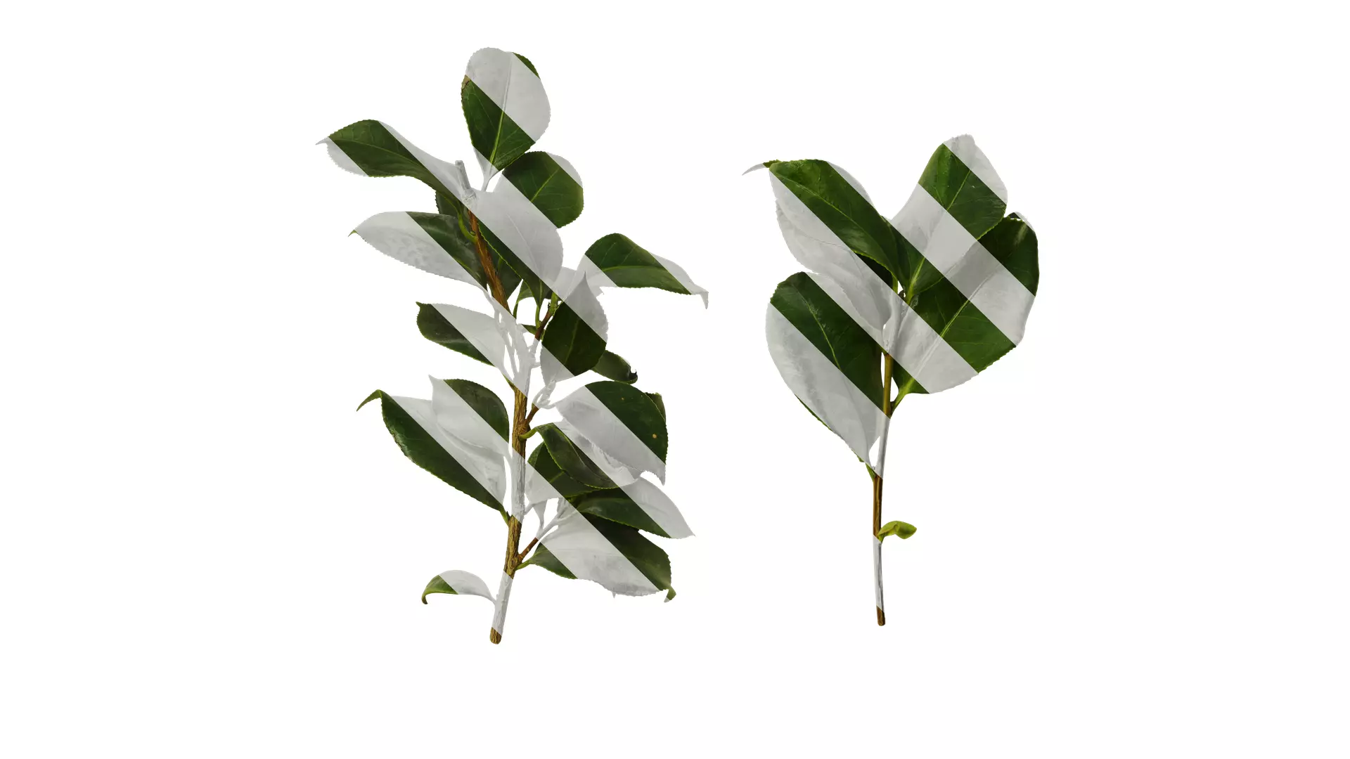 Anydrafts Camellia sinensis Atlas 04 Texture