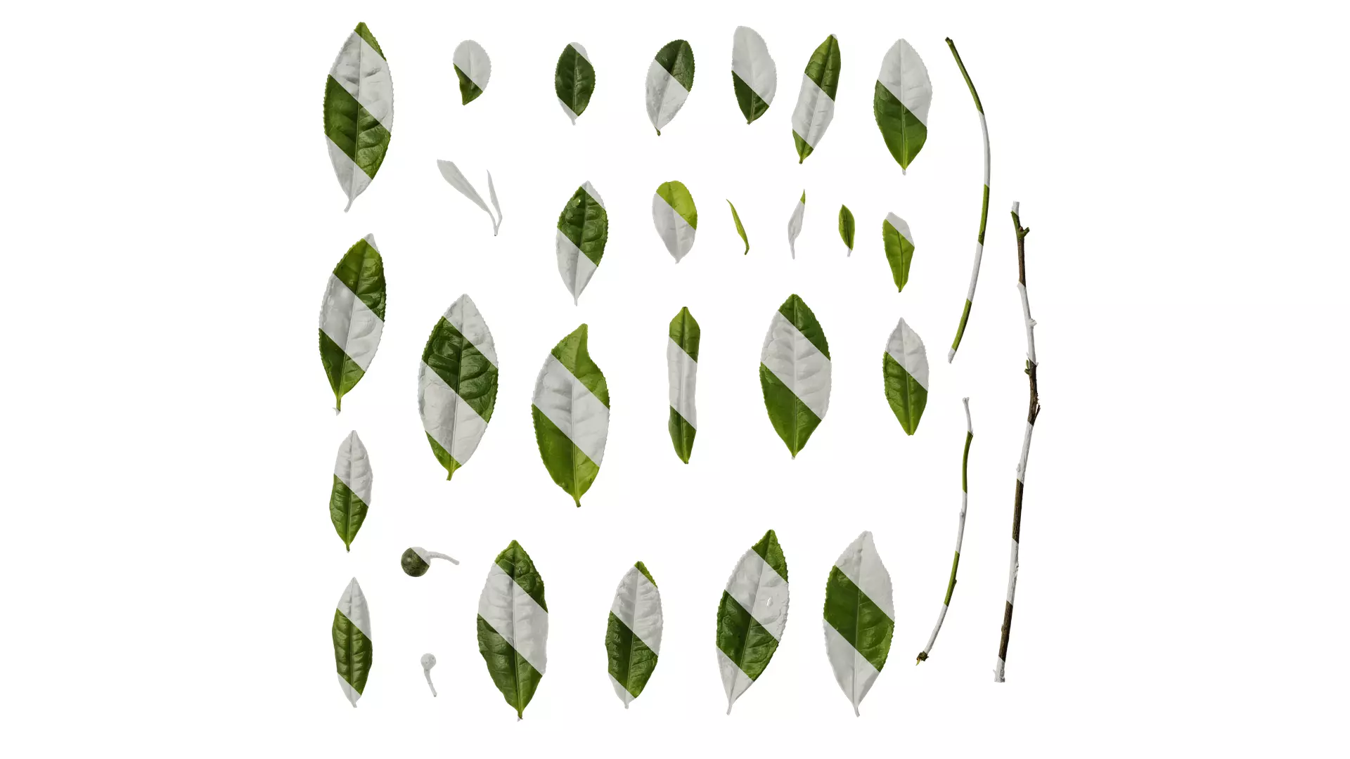 Anydrafts Camellia sinensis Leaf 02 Texture_0