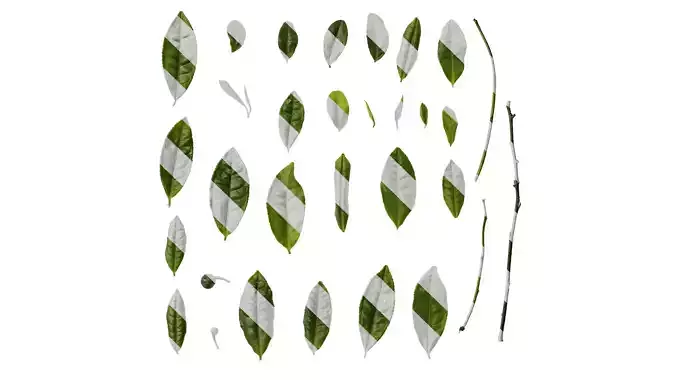 Anydrafts Camellia sinensis Leaf 02 Texture