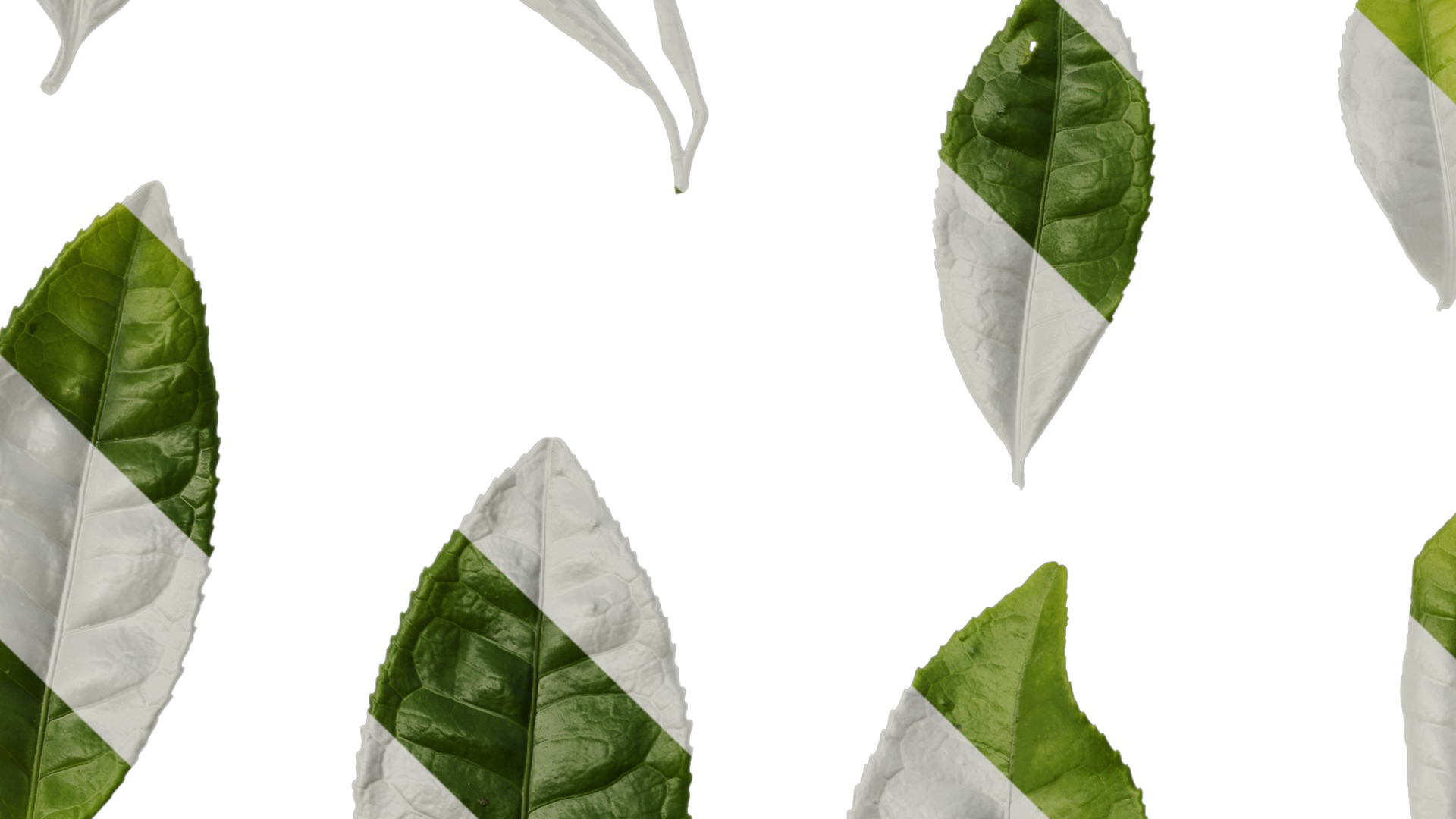 Anydrafts Camellia sinensis Leaf 02 Texture_3
