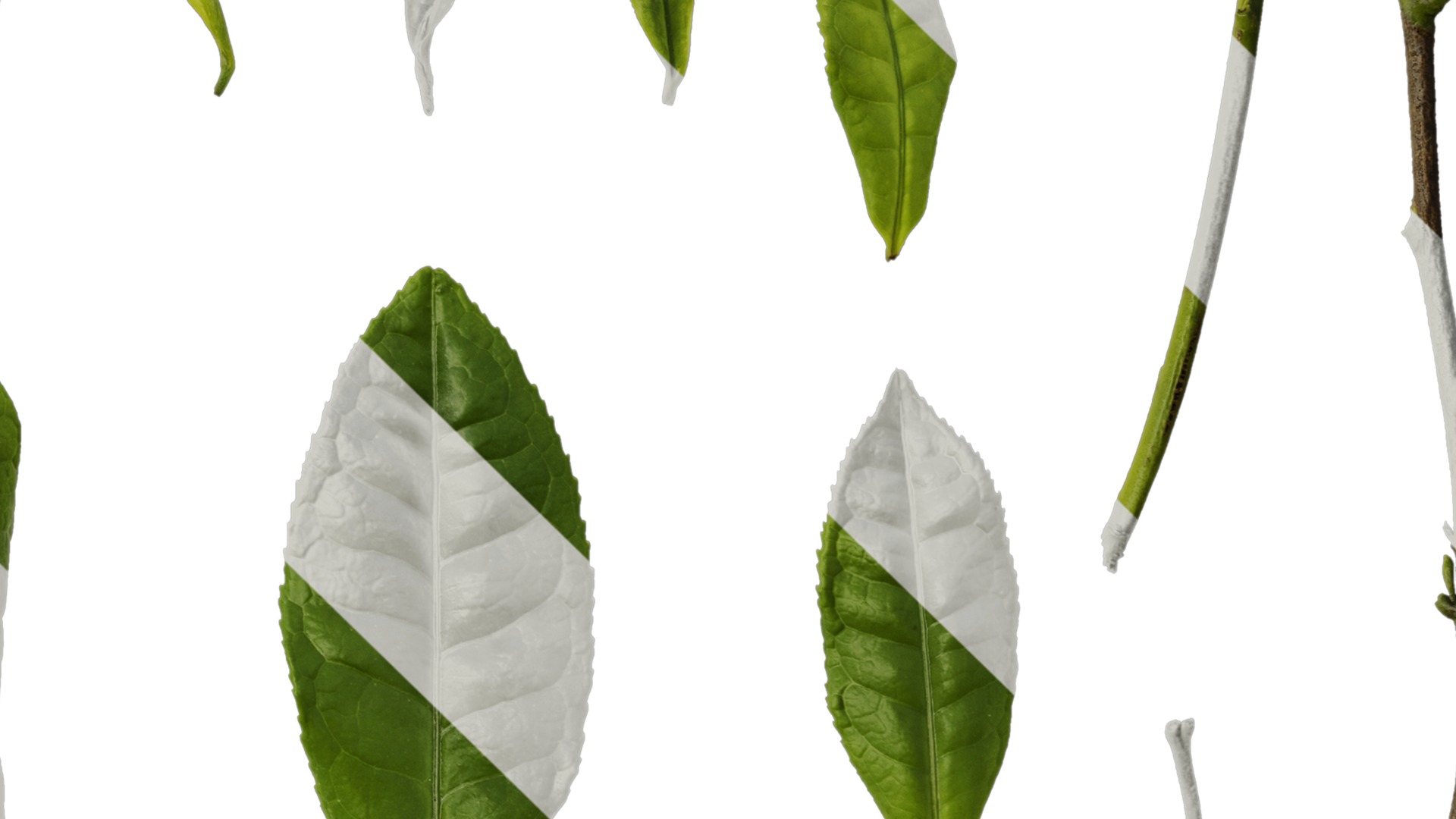 Anydrafts Camellia sinensis Leaf 02 Texture_4