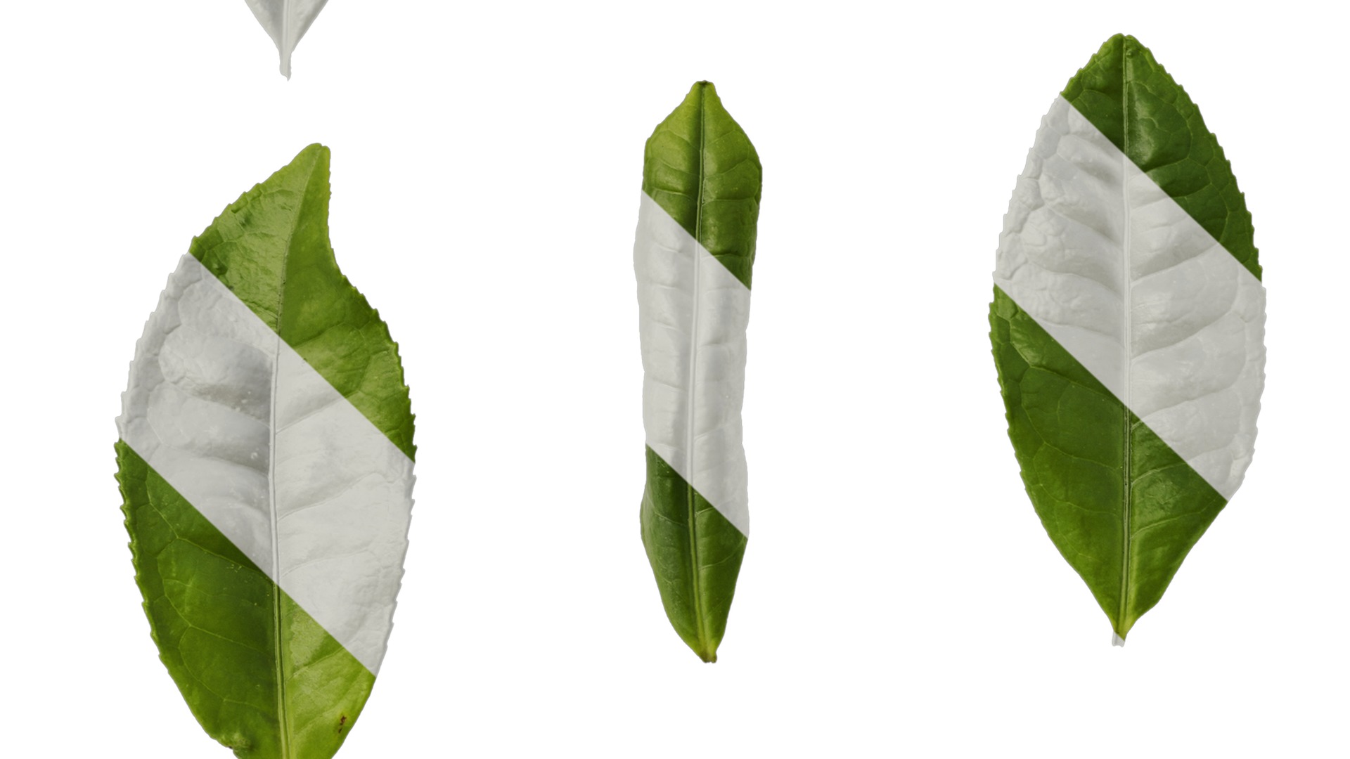 Anydrafts Camellia sinensis Leaf 02 Texture_7