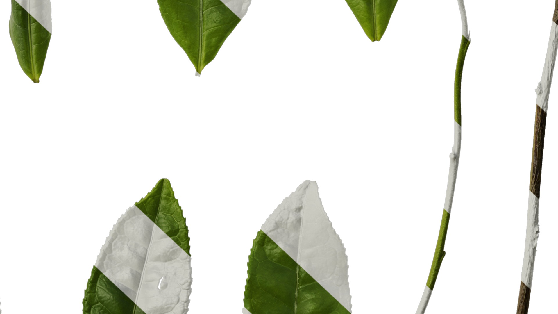 Anydrafts Camellia sinensis Leaf 02 Texture_6