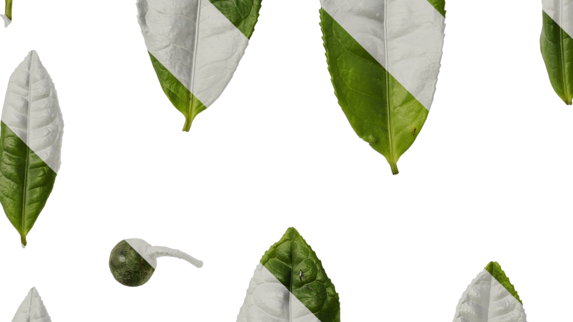 Anydrafts Camellia sinensis Leaf 02 Texture_5
