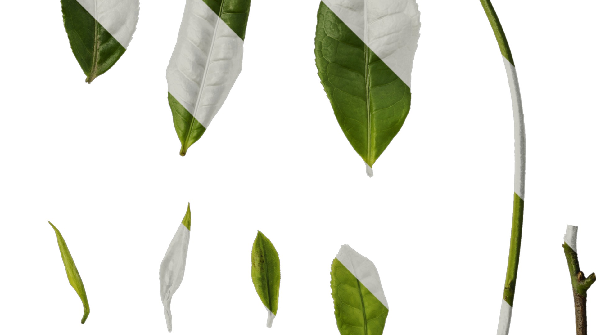 Anydrafts Camellia sinensis Leaf 02 Texture_2