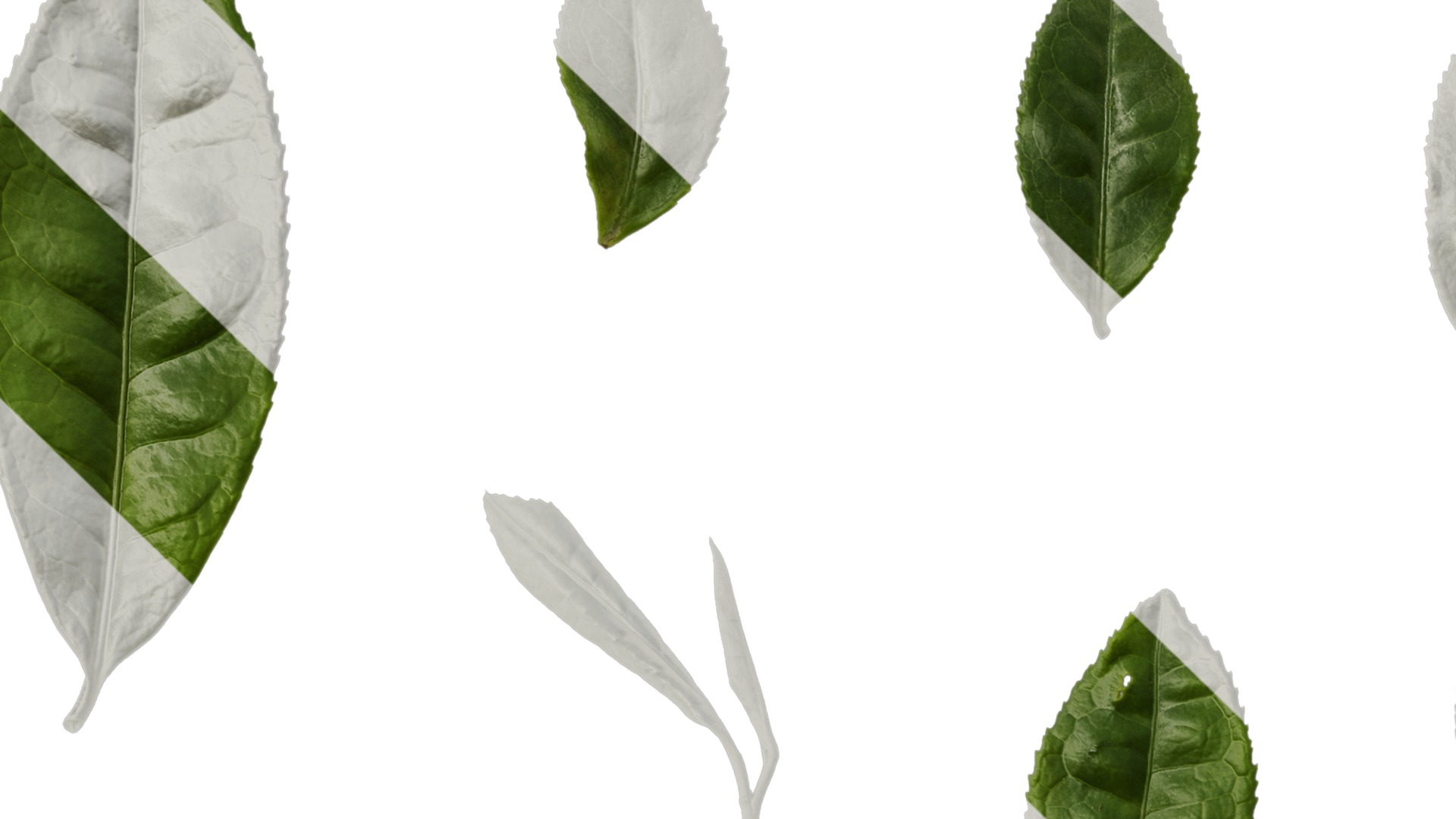 Anydrafts Camellia sinensis Leaf 02 Texture_1