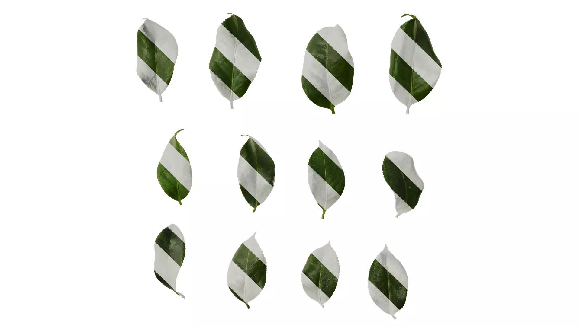 Anydrafts Camellia sinensis Leaf 03 Texture