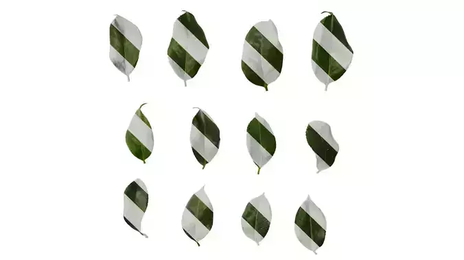 Anydrafts Camellia sinensis Leaf 03
