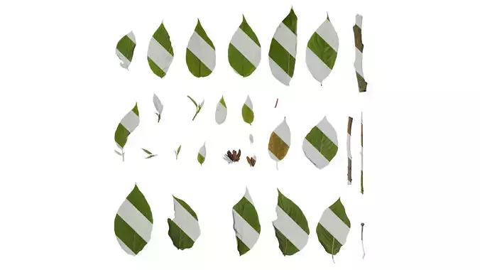 Anydrafts Camptotheca acuminata Atlas 01