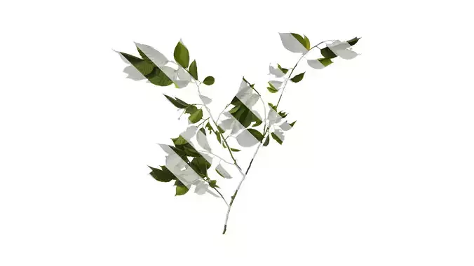 Anydrafts Camptotheca acuminata Atlas 05