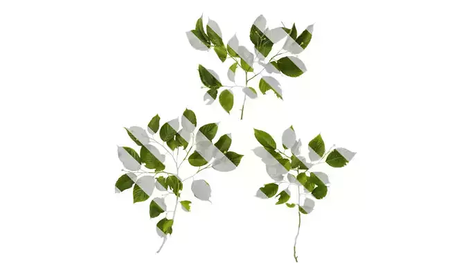 Anydrafts Camptotheca acuminata Atlas 06