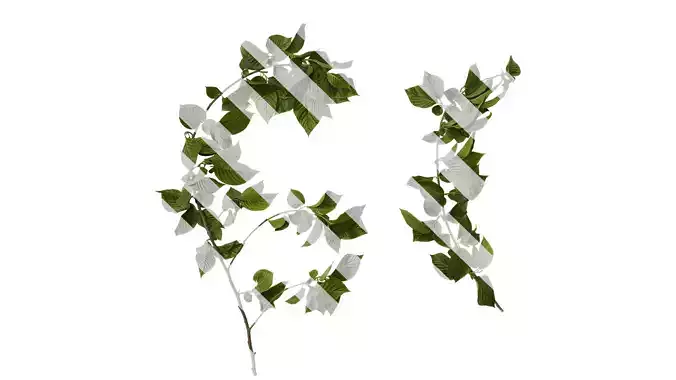 Anydrafts Camptotheca acuminata Atlas 07