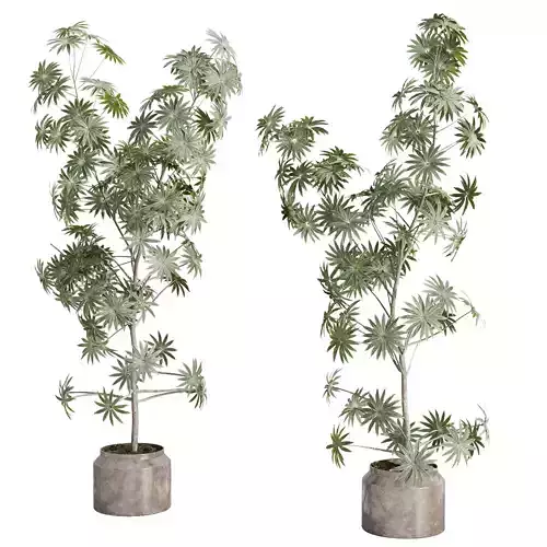 Tree Bush in a Ceramics pot - indoor plant 577