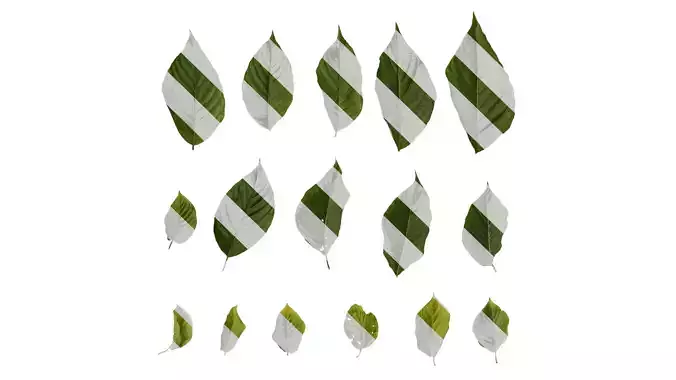 Anydrafts Camptotheca acuminata Leaf 01