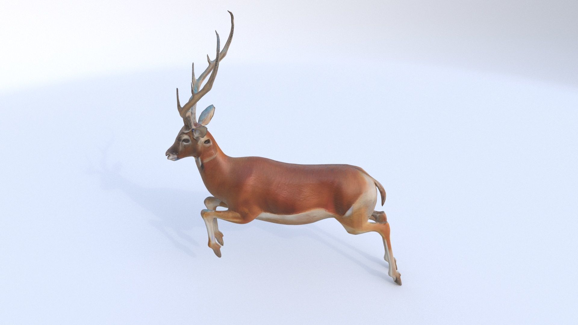 Antelope 3D model_2