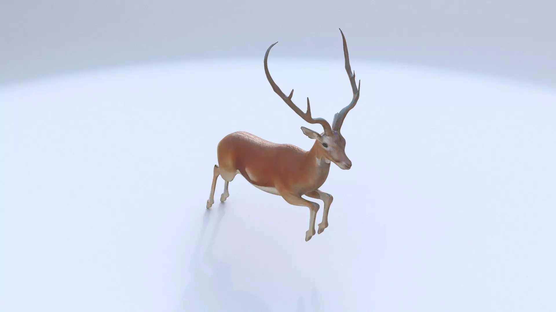 Antelope 3D model_0