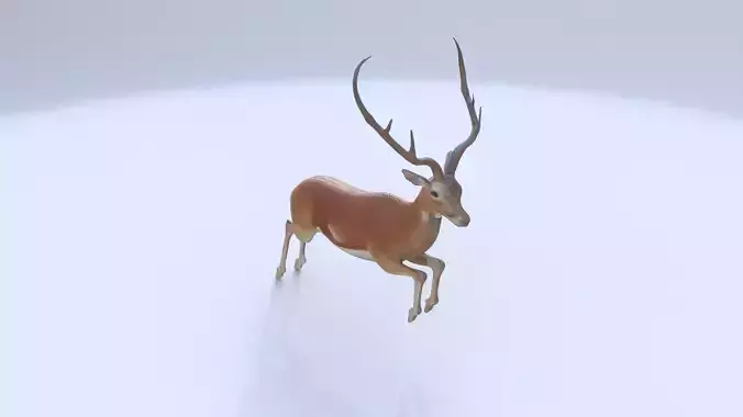 Antelope 3D model