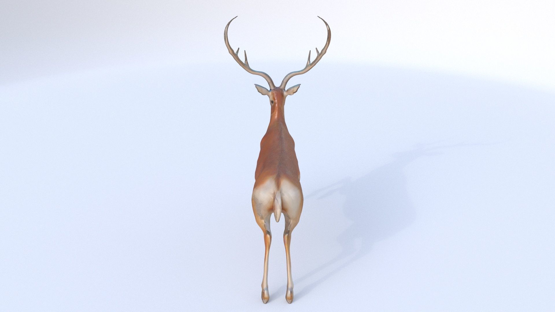 Antelope 3D model_4